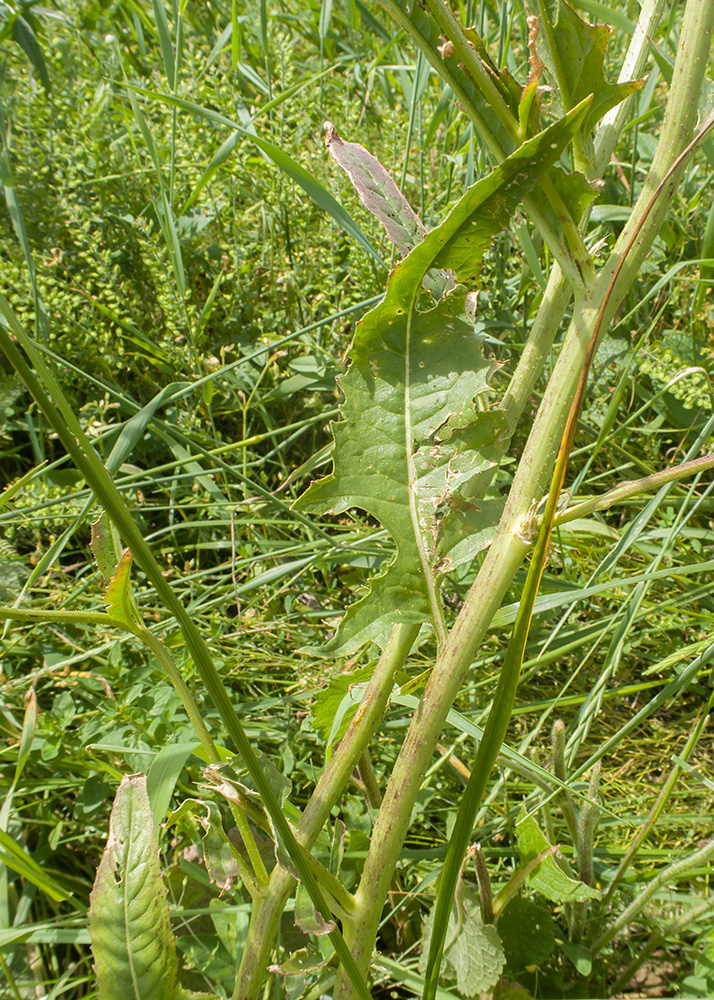 Image of Bunias orientalis specimen.