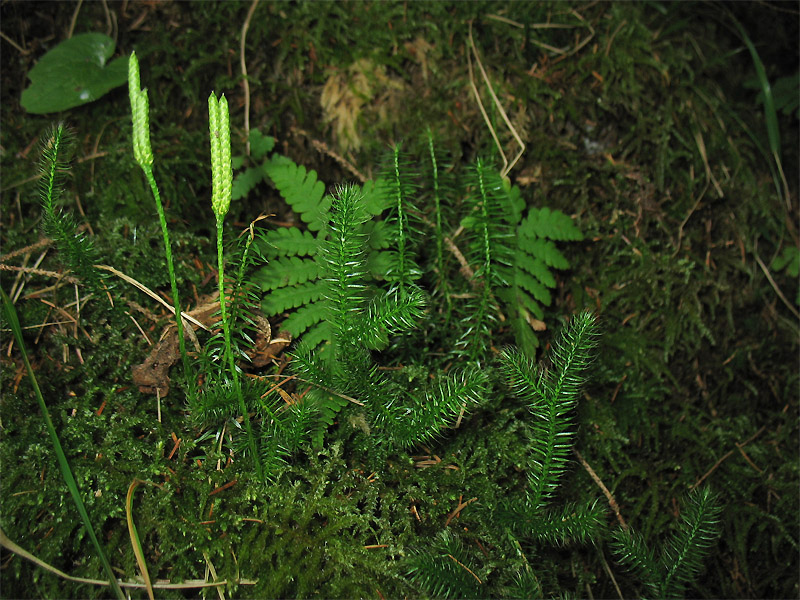 Image of Lycopodium clavatum specimen.