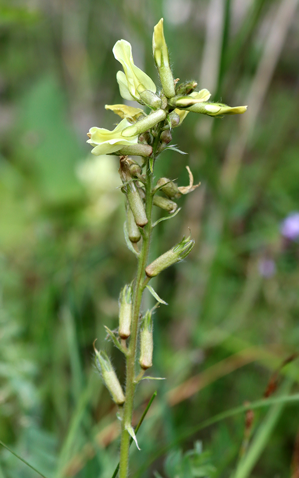 Изображение особи Oxytropis macrodonta.