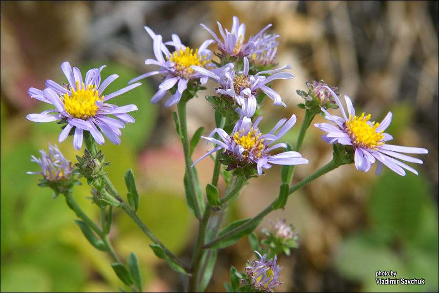 Image of Aster bessarabicus specimen.