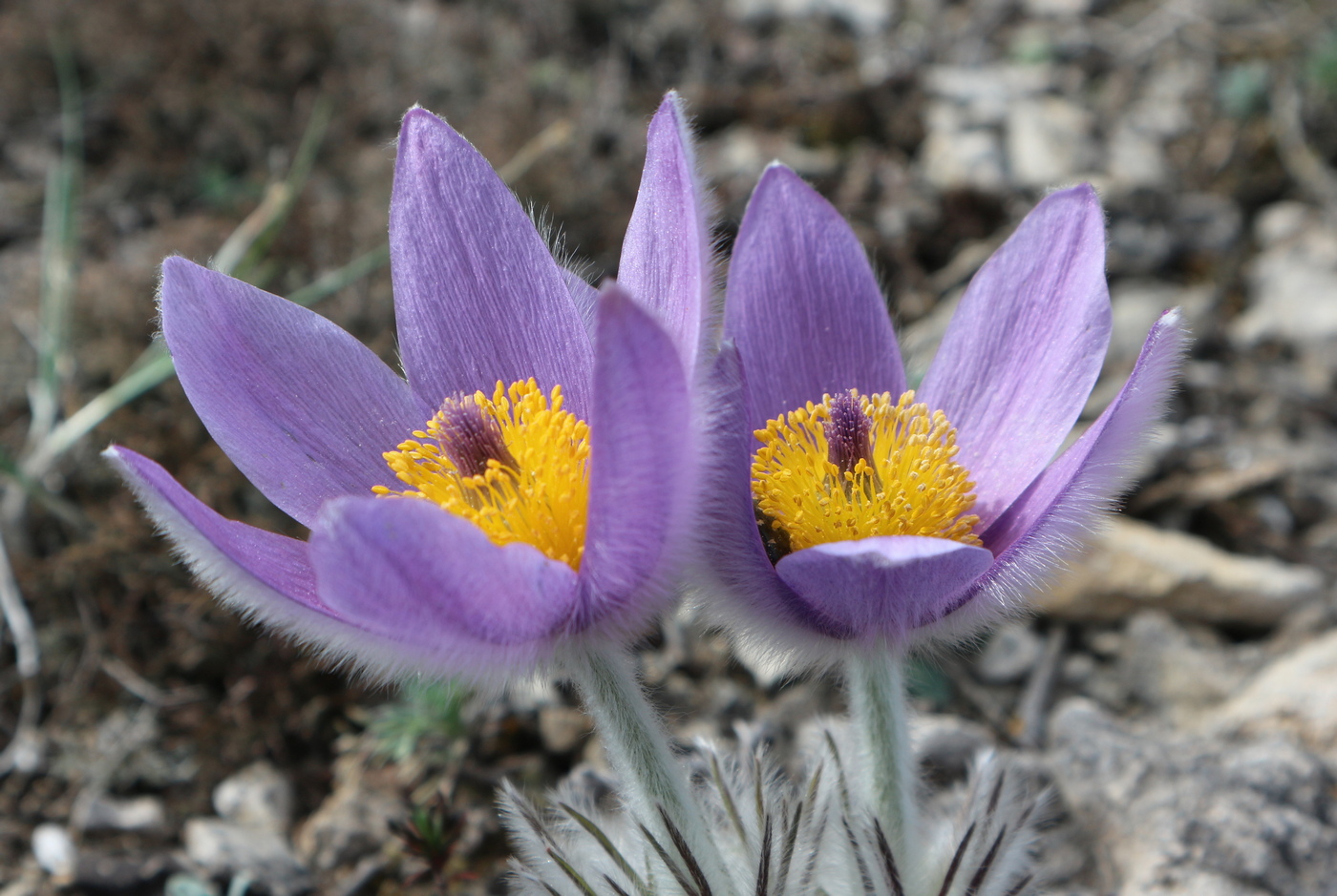 Image of Pulsatilla taurica specimen.