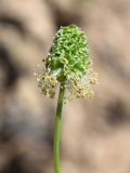 Poterium polygamum