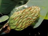genus Magnolia