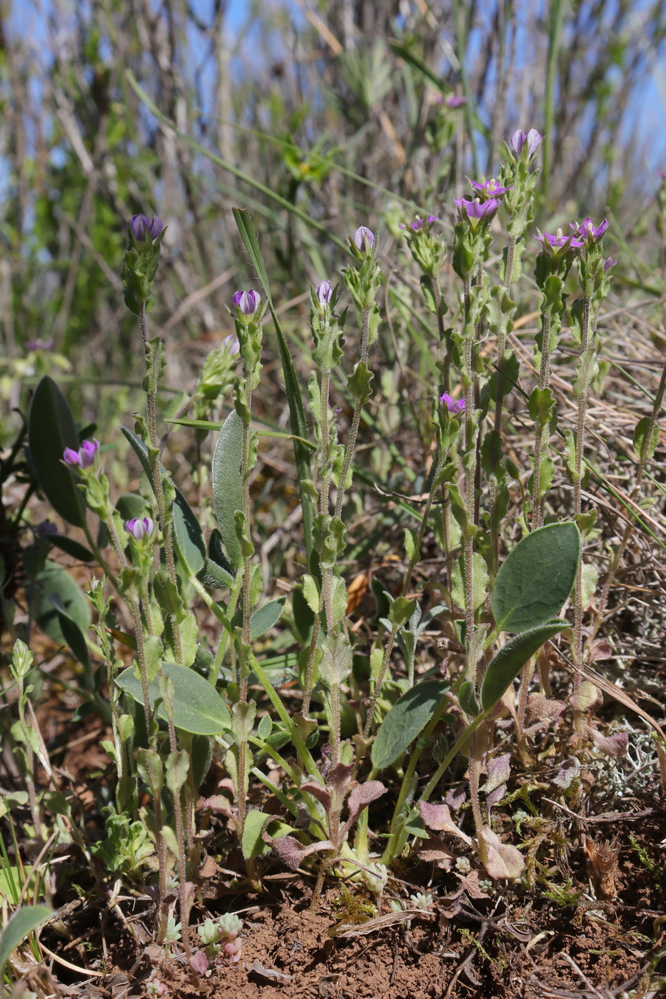 Image of Legousia hybrida specimen.