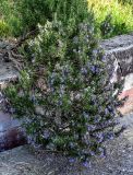 Rosmarinus officinalis