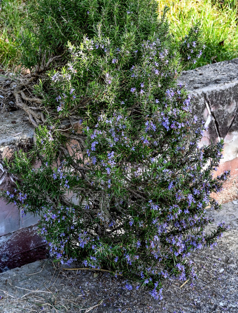Image of Rosmarinus officinalis specimen.