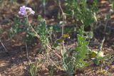 Erodium ciconium