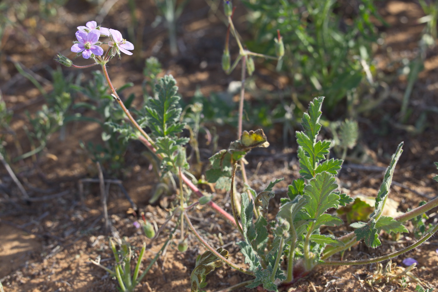 Image of Erodium ciconium specimen.