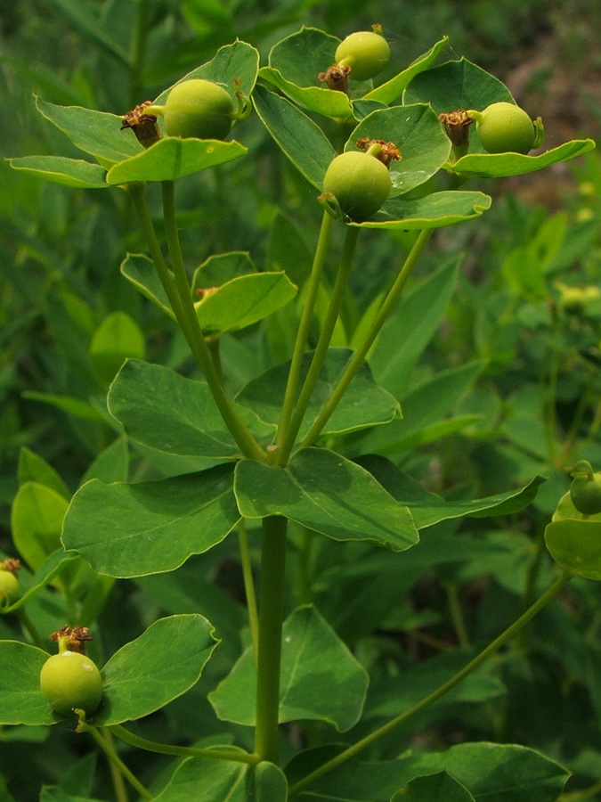 Изображение особи Euphorbia tauricola.