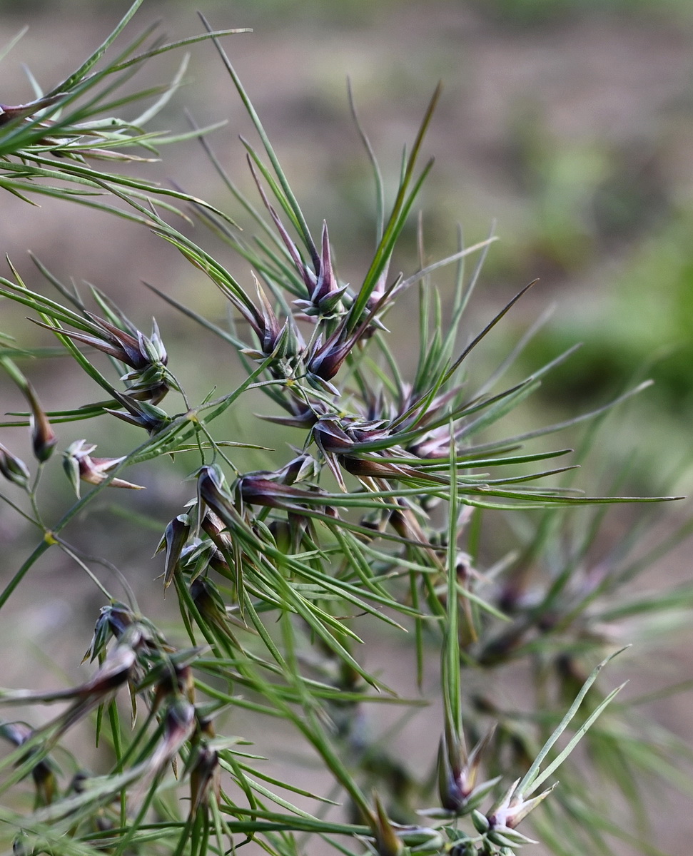 Image of Poa bulbosa ssp. vivipara specimen.