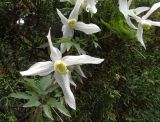 Atragene sibirica