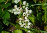 Vaccinium corymbosum. Соплодие с незрелыми плодами. Московская обл., Раменский р-н, окр. дер. Хрипань, садовый участок. 13.07.2025.