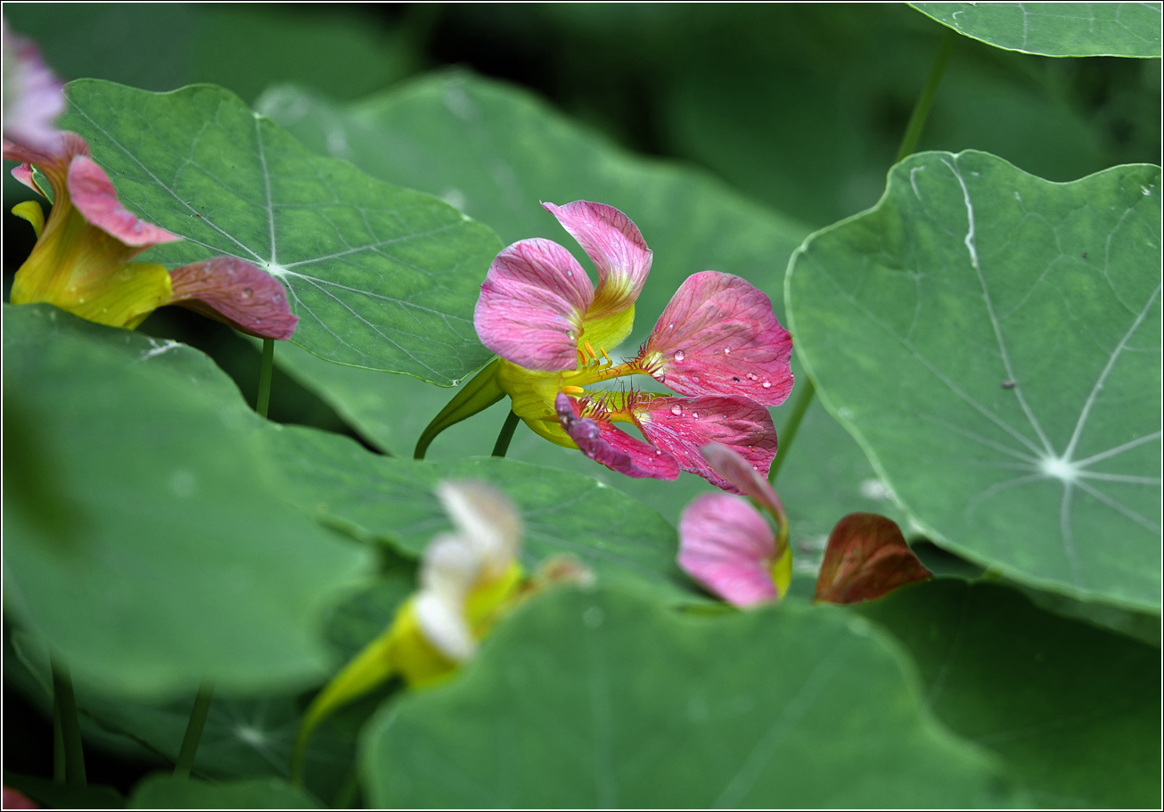 Image of Tropaeolum majus specimen.