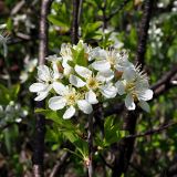 Cerasus fruticosa. Соцветие. Ульяновская обл., Мелекесский р-н, окр. с. Вишенка, ур. \"Овраг Медвежий\", нижняя часть, остепнённый склон. 30.04.2024.