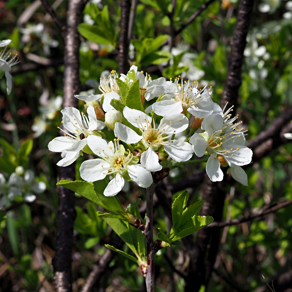 Image of Cerasus fruticosa specimen.