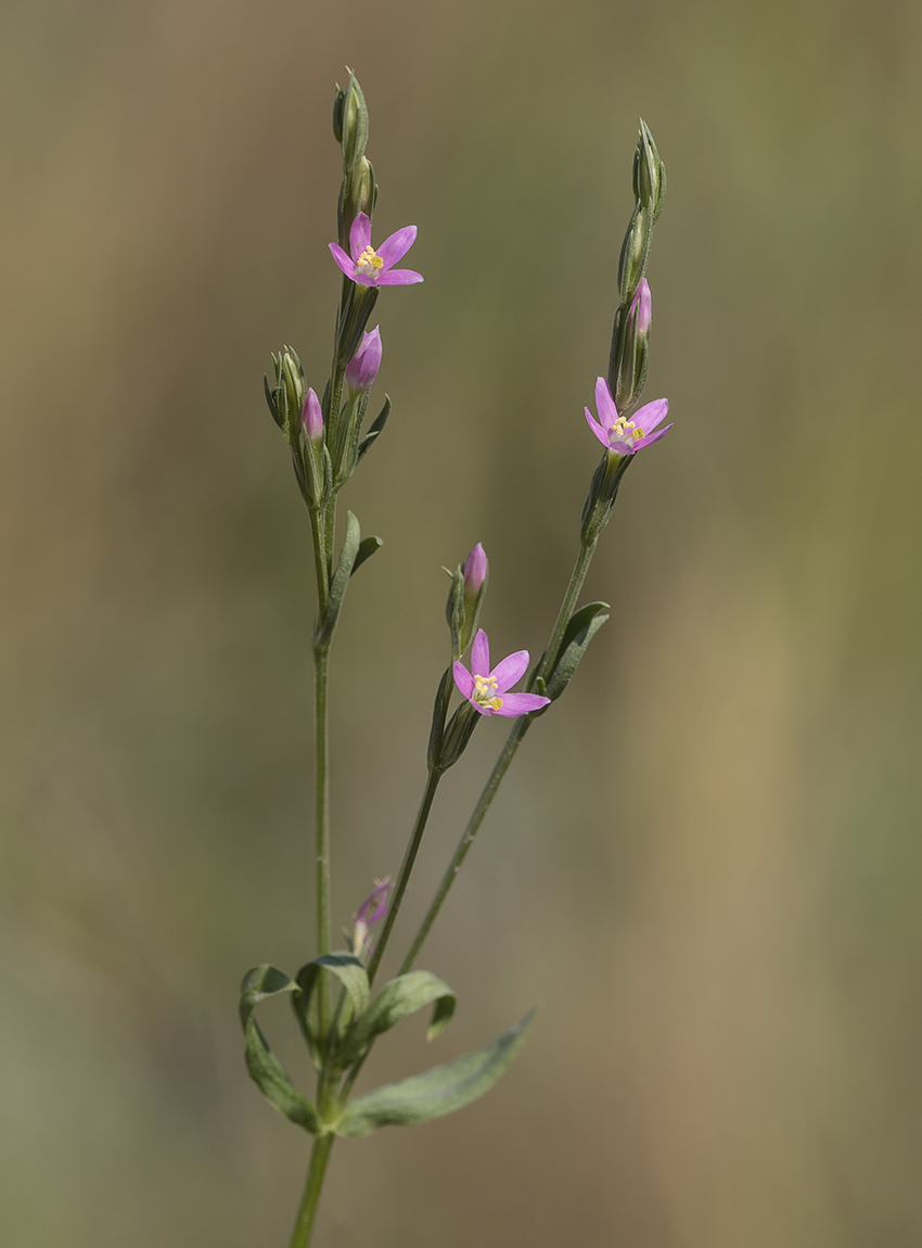 Изображение особи Centaurium spicatum.