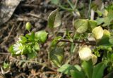 Stellaria media