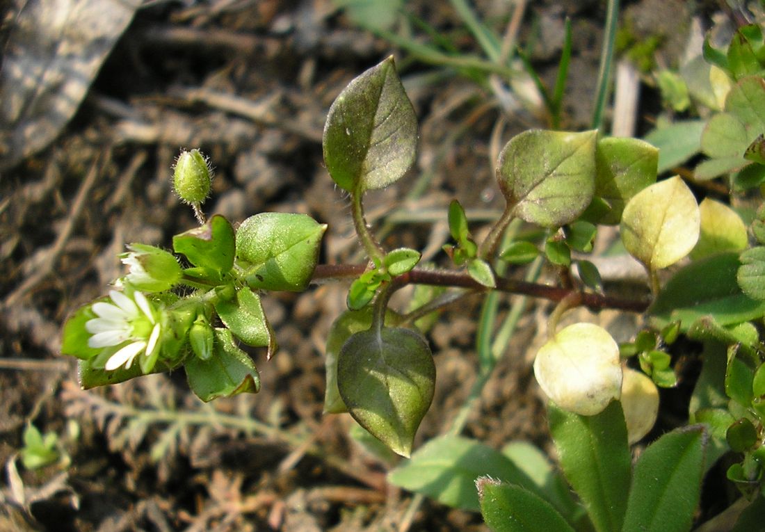 Image of Stellaria media specimen.