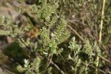 genus Salix. Верхушка веточки с соплодиями. Турция, ил Ван, р-н Битлис, кальдера Немрут, СВ берег оз. Немрут, опушка леса. 21 мая 2025 г.