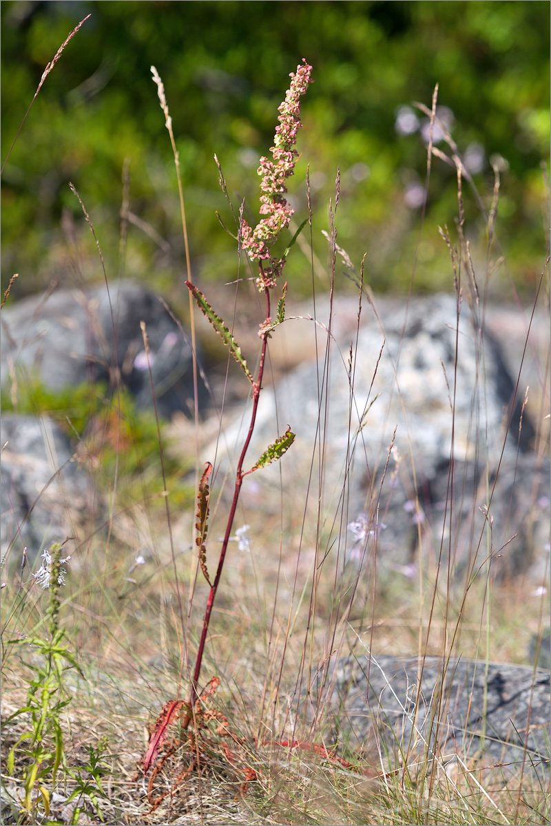 Image of Rumex pseudonatronatus specimen.