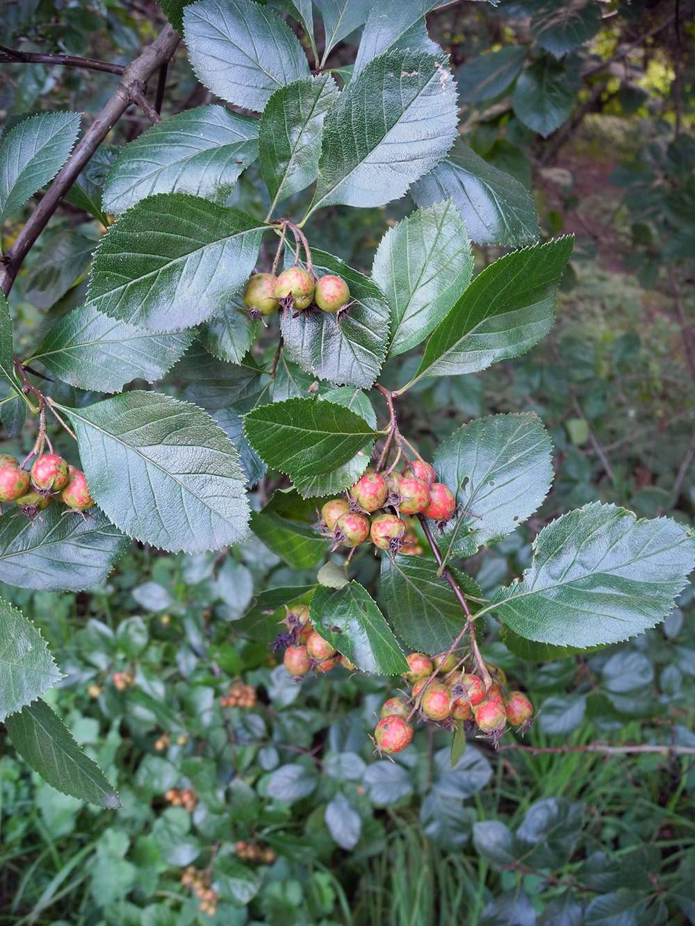 Image of Crataegus &times; lavalleei specimen.