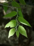Image of taxon representative. Author is Раду Кибзий