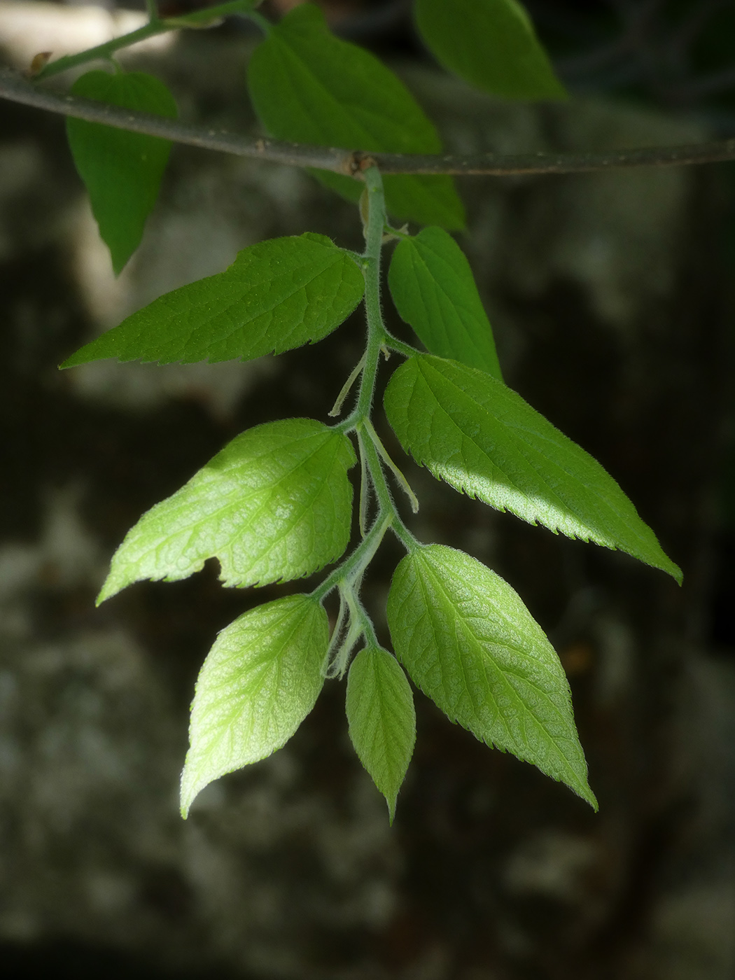 Image of genus Celtis specimen.