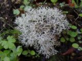 Cladonia rangiformis