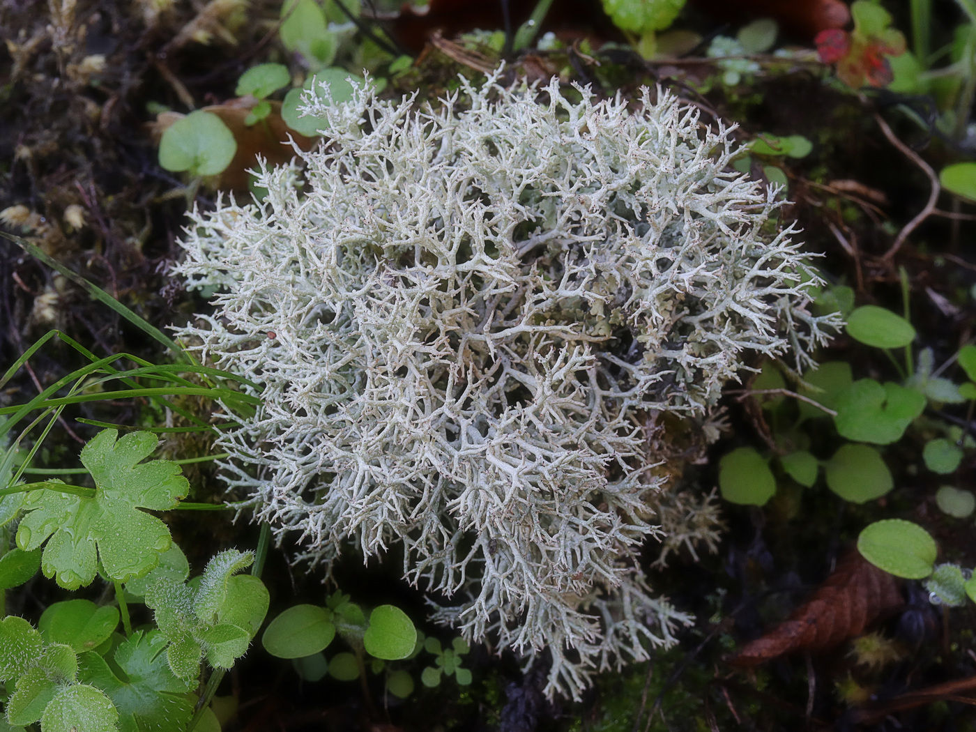 Изображение особи Cladonia rangiformis.