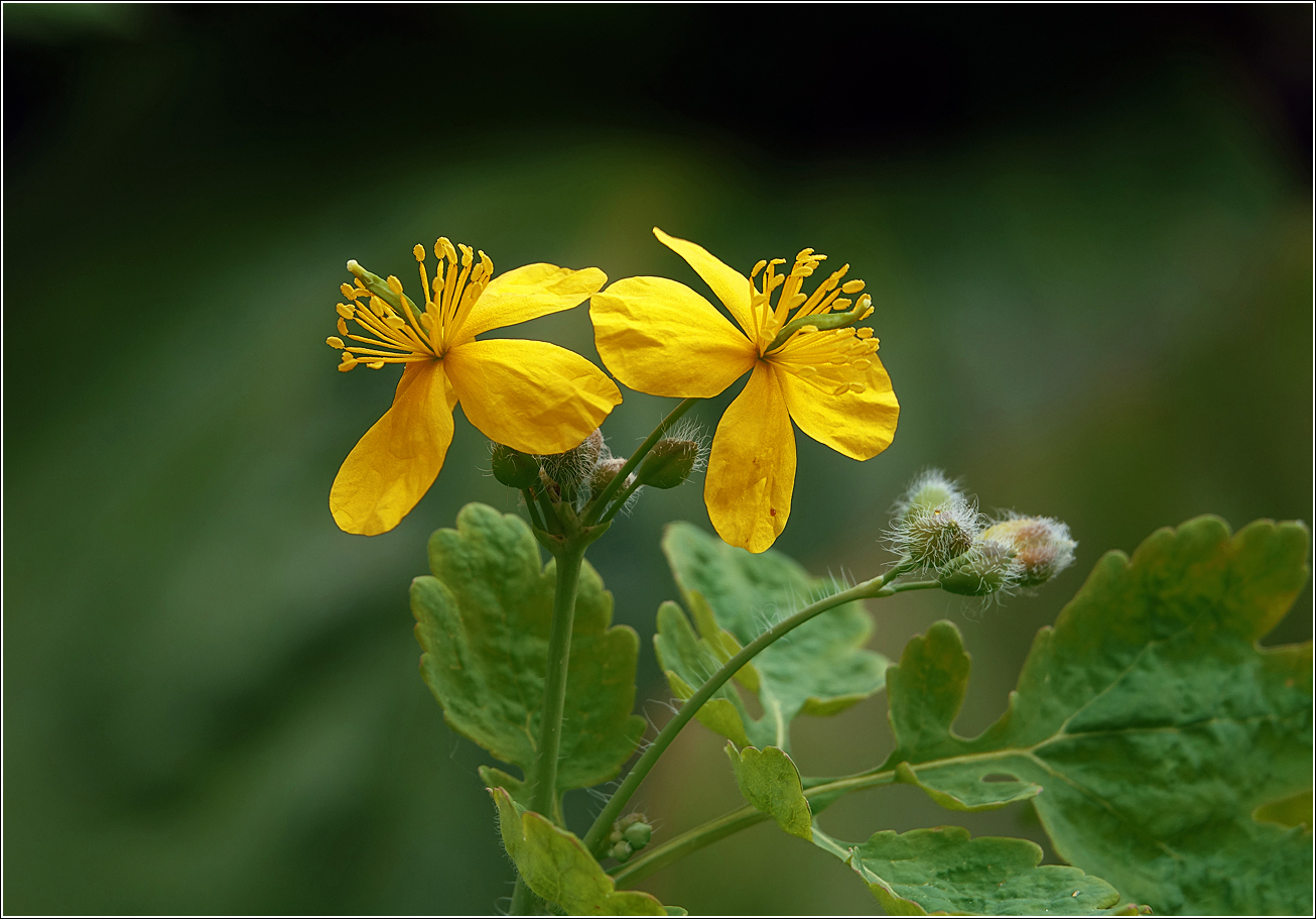 Image of Chelidonium majus specimen.