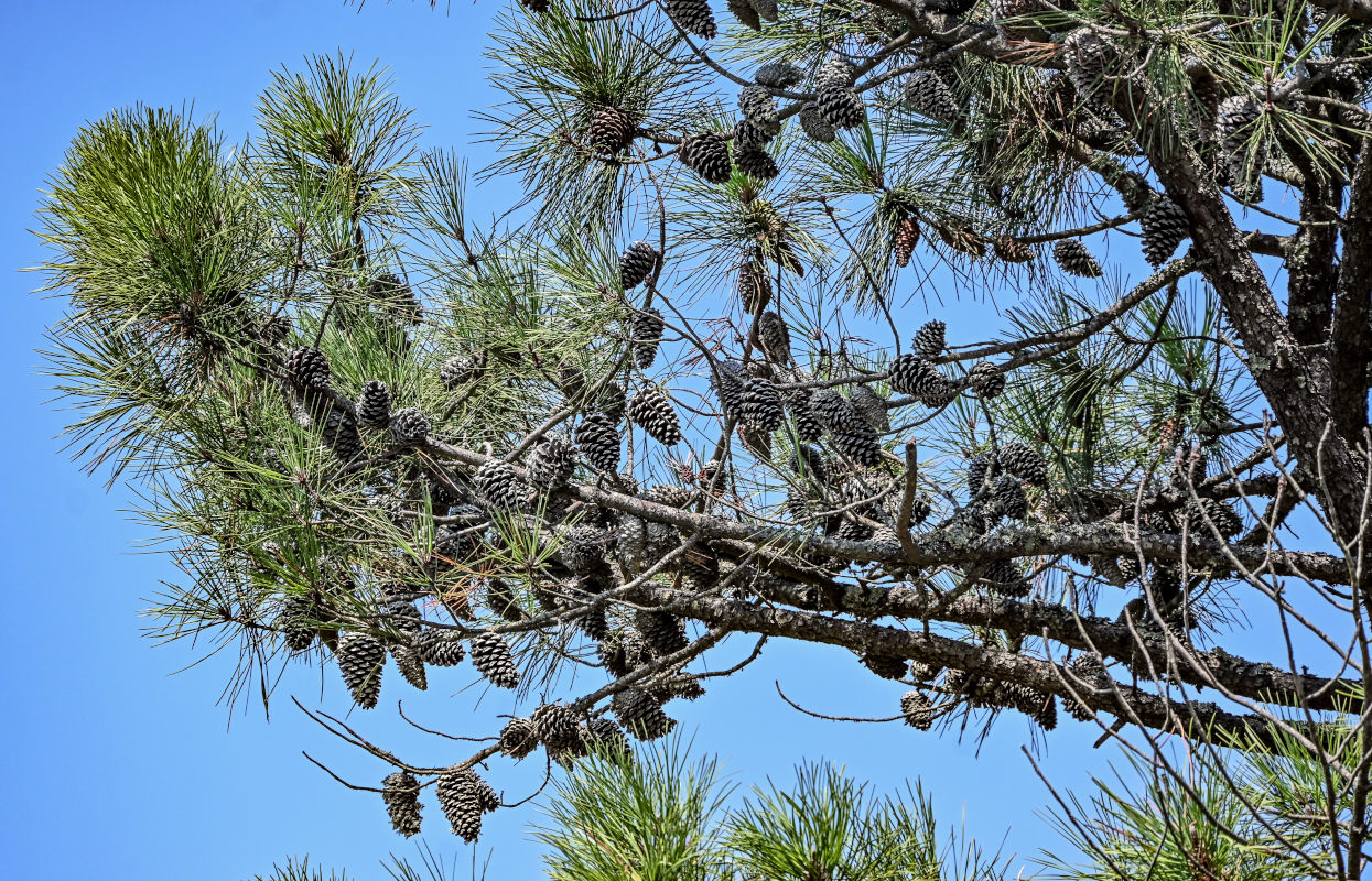 Изображение особи Pinus pinaster.
