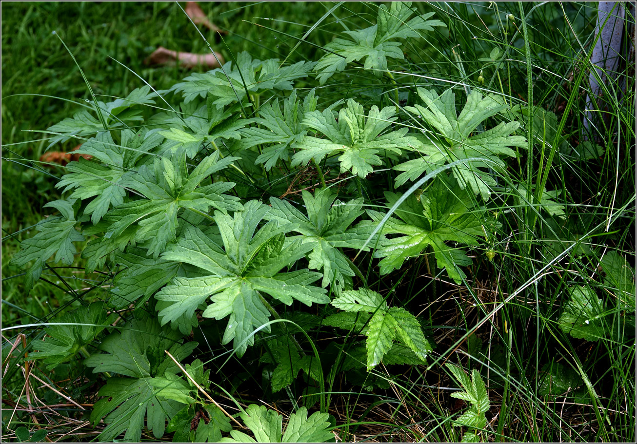 Изображение особи Geranium palustre.