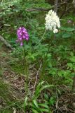 Anacamptis pyramidalis