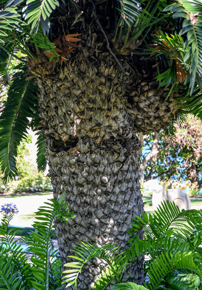 Изображение особи Encephalartos altensteinii.