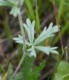 Potentilla argentea