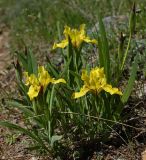 Image of taxon representative. Author is Олег Сёмин