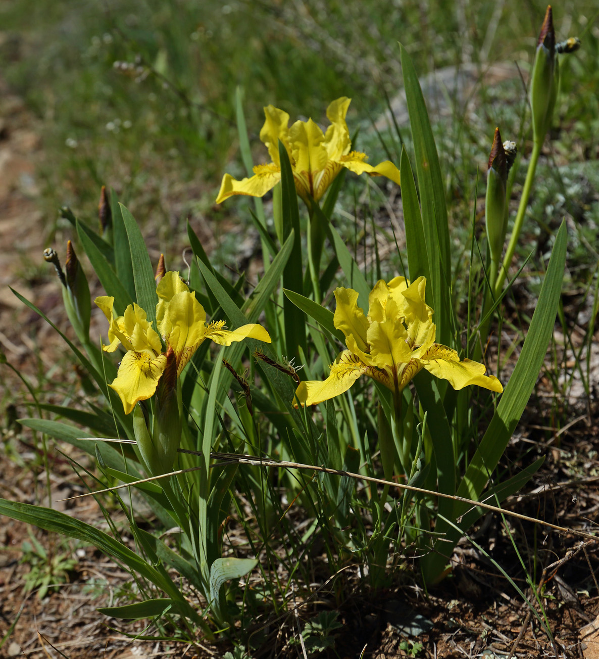 Image of Iris bloudowii specimen.