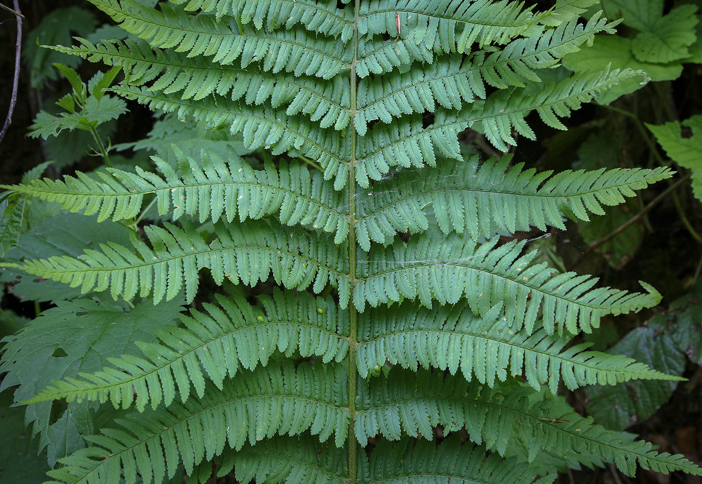 Изображение особи Dryopteris caucasica.