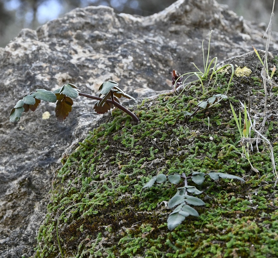 Image of Unknown species specimen.