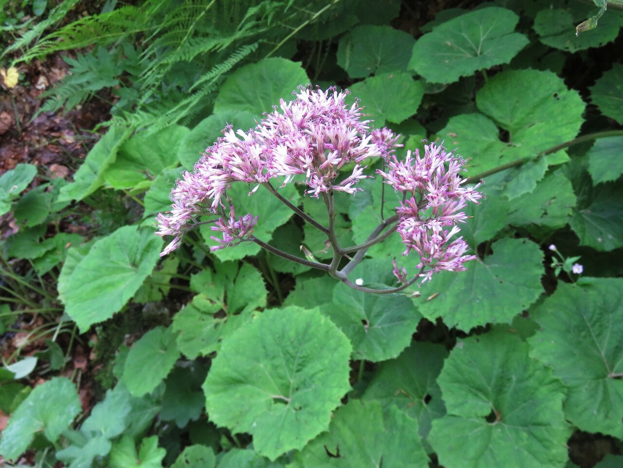 Image of Adenostyles alliariae specimen.