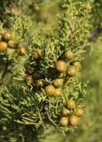 Juniperus phoenicea. Ветви с шишками. Италия, Тоскана, Природный парк Маремма. 12.04.2011.