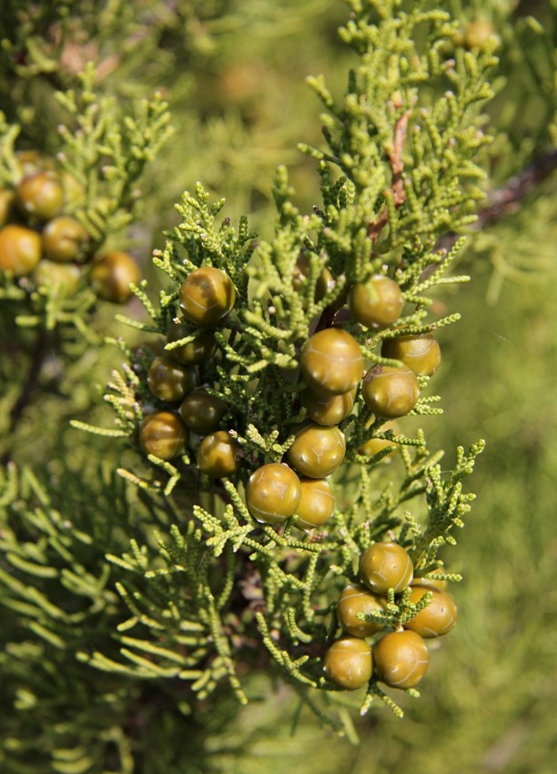 Изображение особи Juniperus phoenicea.