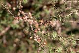 Leptospermum scoparium
