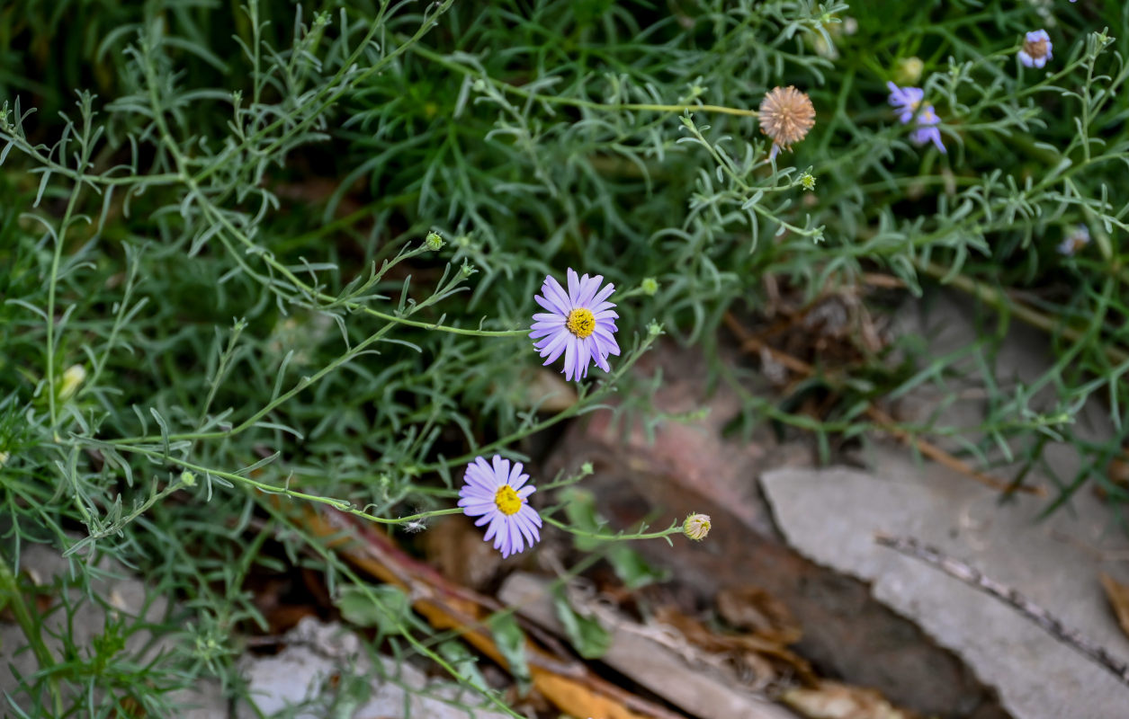 Изображение особи Heteropappus altaicus.