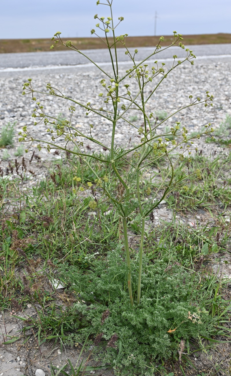 Изображение особи семейство Apiaceae.