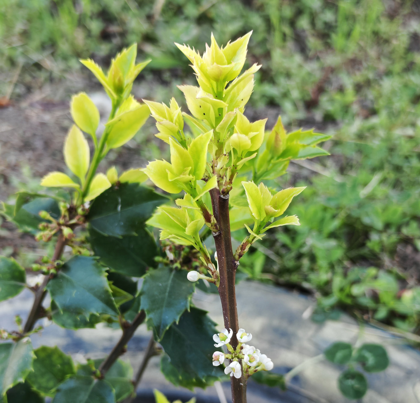 Изображение особи Ilex × meserveae.