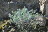 Lupinus mutabilis
