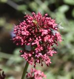 Centranthus subspecies sibthorpii