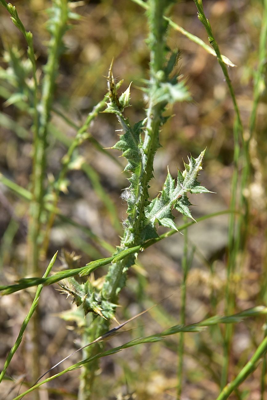 Изображение особи Carduus arabicus.