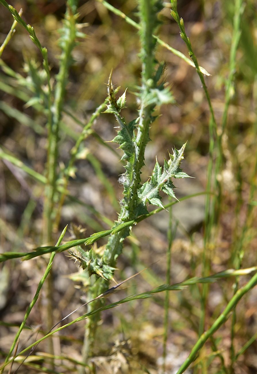Image of Unknown species specimen.